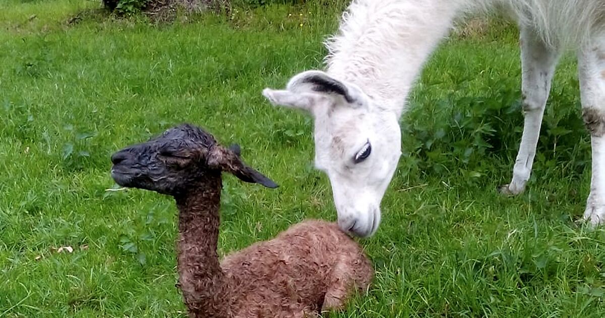 Hoyte Nachrichtenportal F R Hoyerswerda Lama Nachwuchs In