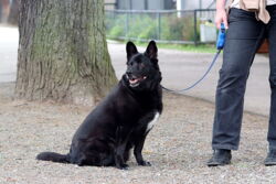 Grundsatzbeschluss: Die Hundesteuer steigt
