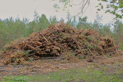 Das Holz am Waldfriedhof wird noch etwas liegen