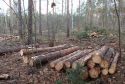 Durchforstung nördlich des Waldfriedhofs