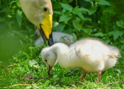 Der Zoo warnt: Lieber etwas Abstand halten!