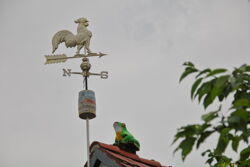 Fragt der Frosch den Hahn: Wird&#39;s Sommer?