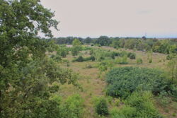 Neue Kühnichter Heide: Fragen an die LebensRäume