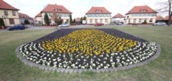 Lautas Wappen-Abbild steht in voller Blüte