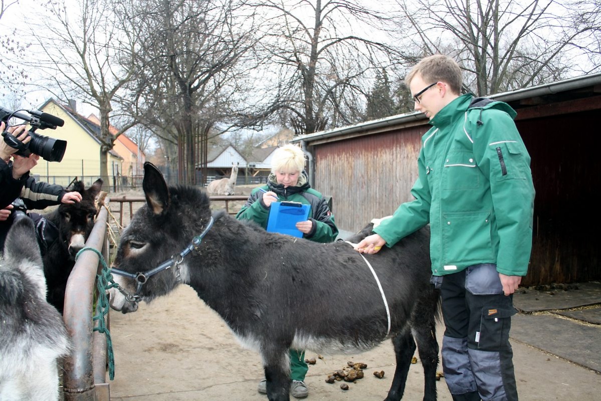 Tierische Zählung