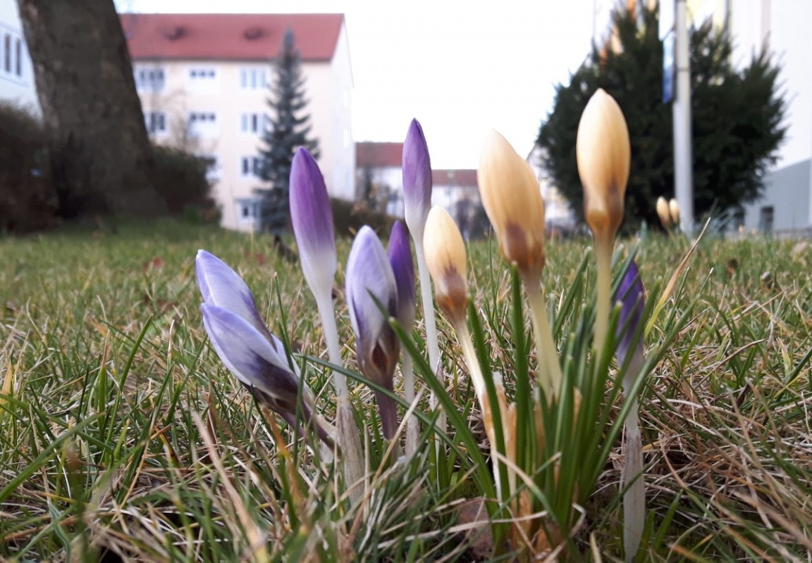 Frühling im Februar