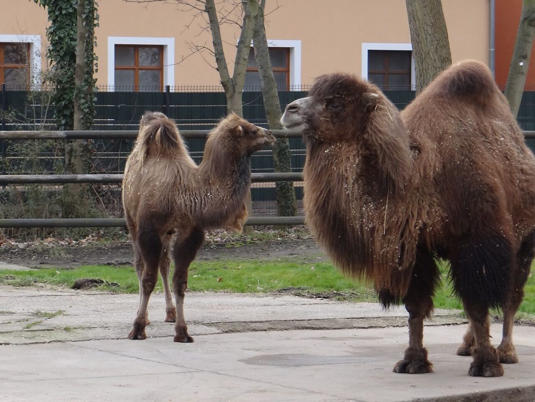 Neue Dromedarin im Zoo