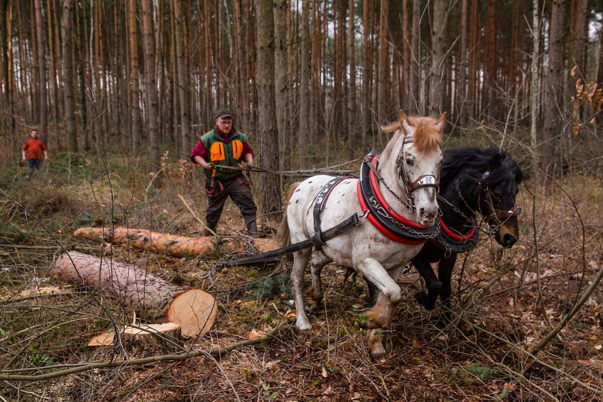 Pferde als Waldarbeiter