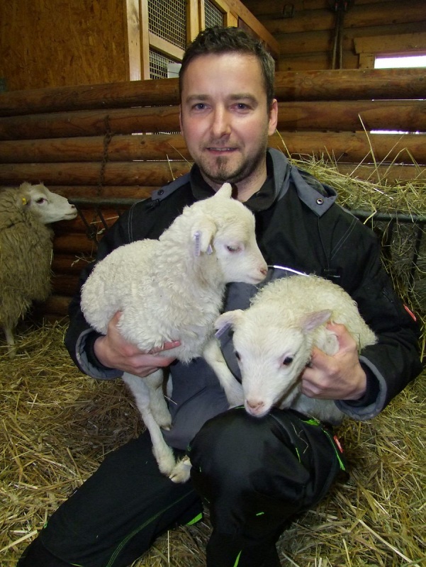 Osterlämmer auf der Farm