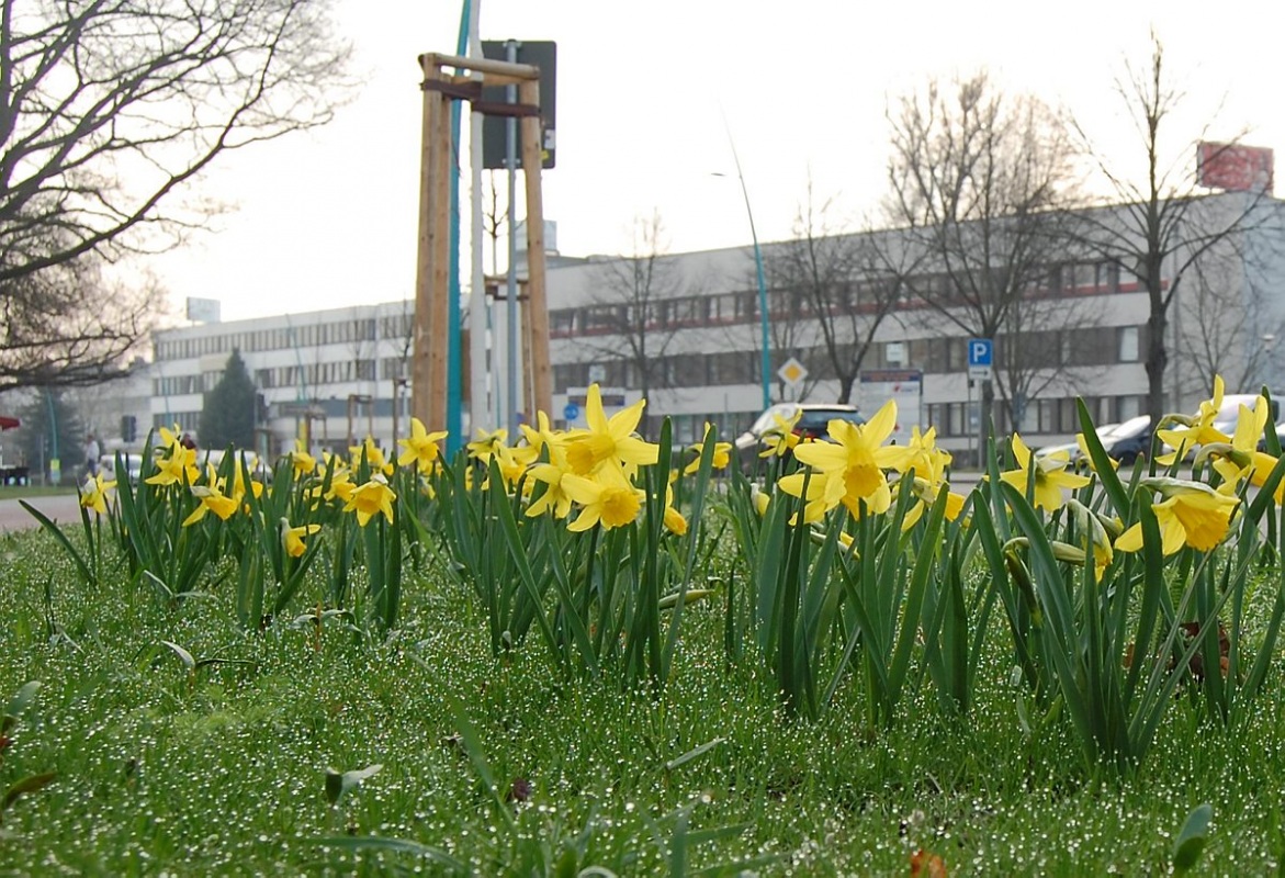 Blühender Fahrbahnrand