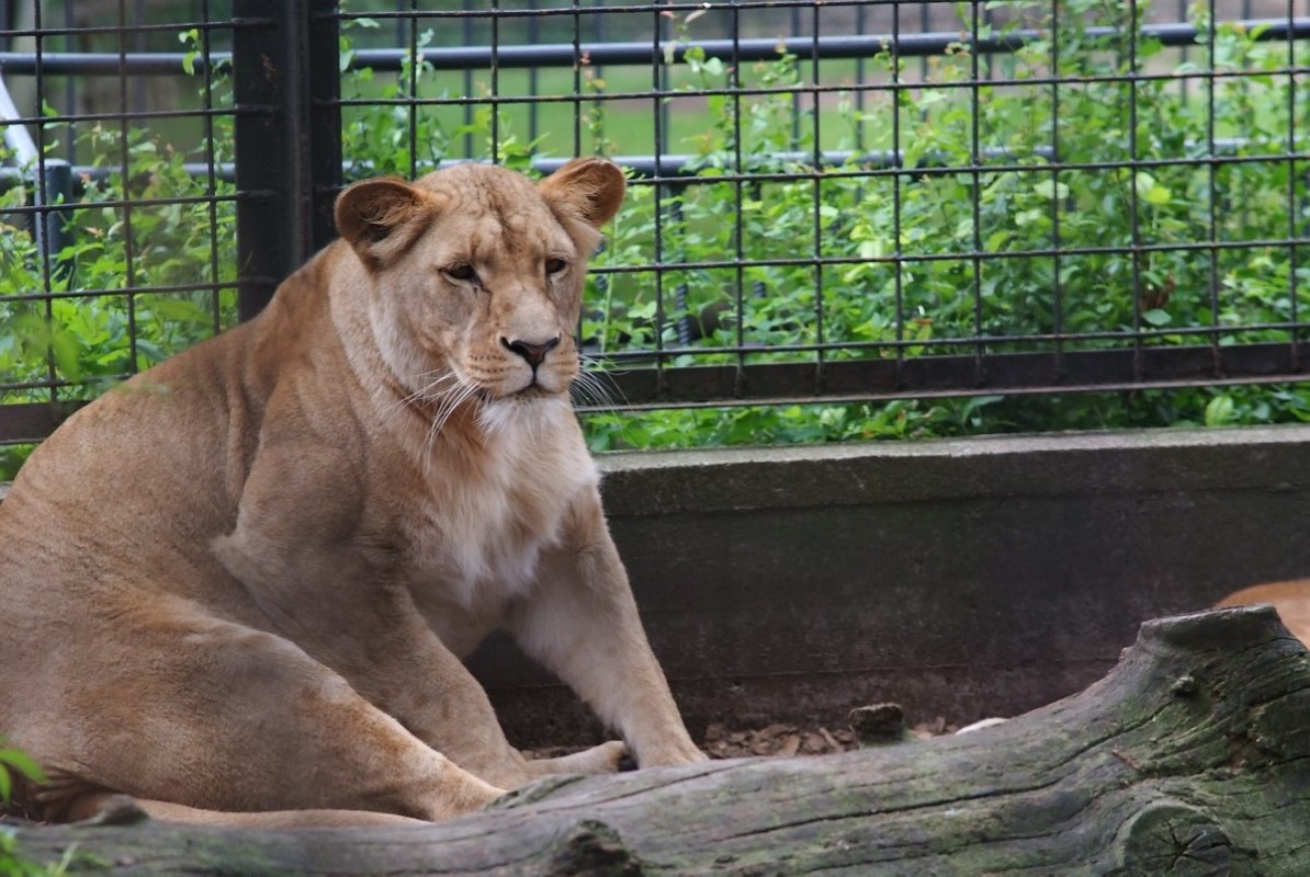 Löwin bald wieder in Halle