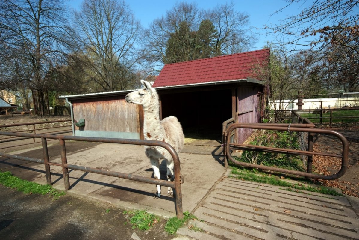 Die Lamas bekommen einen neuen Stall, der zur Hälfte aber den Trampeltieren gehören wird. Foto: Uwe Schulz