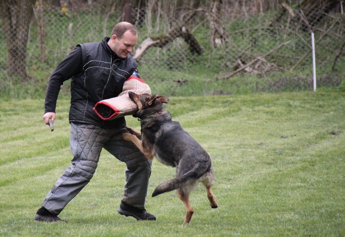 Toller Hundesport