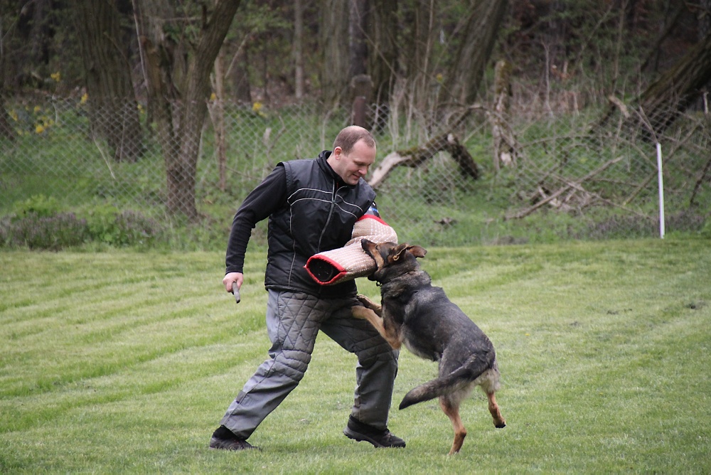 Hundesport-Landesausscheid