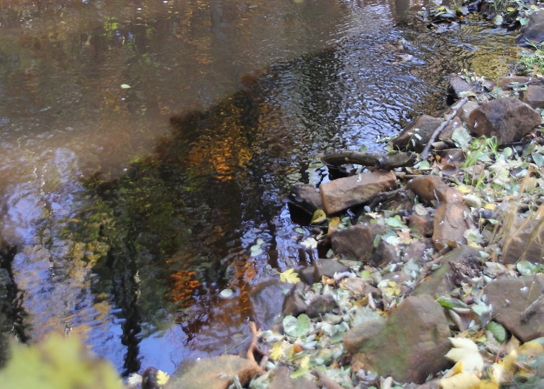 Phenolhaltige Brühe