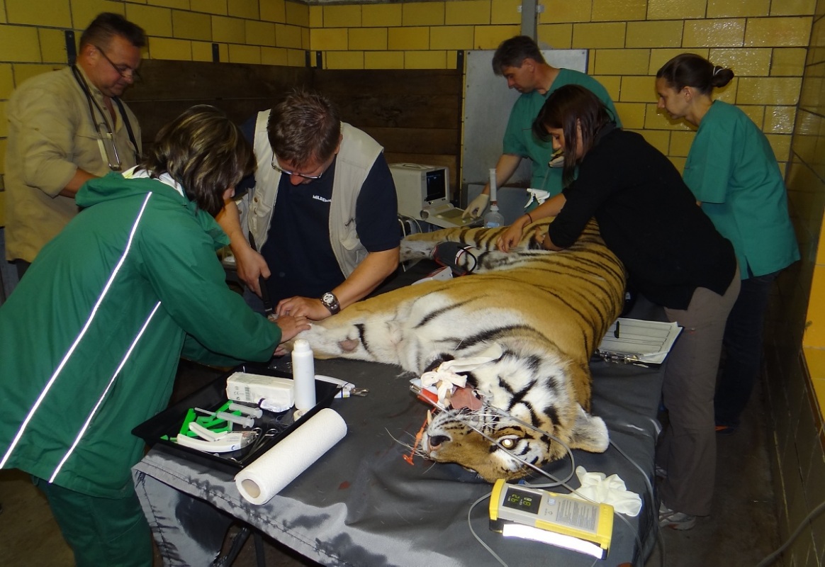 Arbeit am Tiger