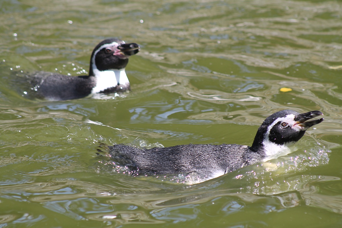 Planschtag im Zoo