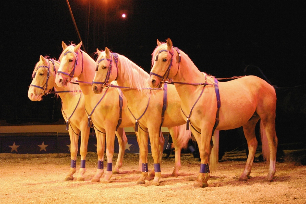 Der Zauber der Manege