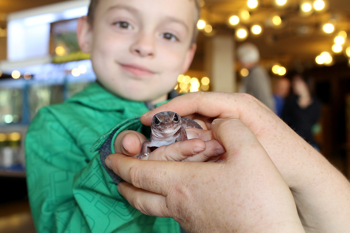 Der "Aquarica"-Verein lud am Samstag zur Tierbörse in die Lausitzhalle. Paul hält hier einen Gecko. Foto: Silke Richter