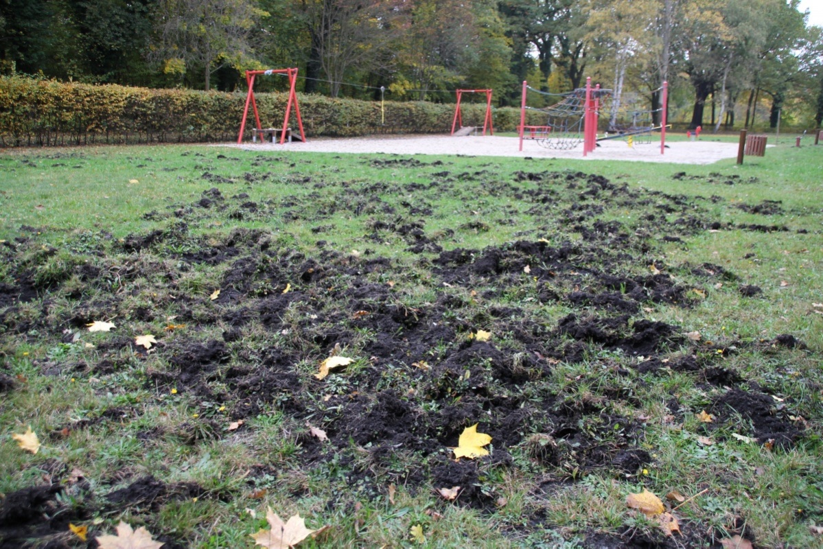 Wildschweine wüten im Stadtpark