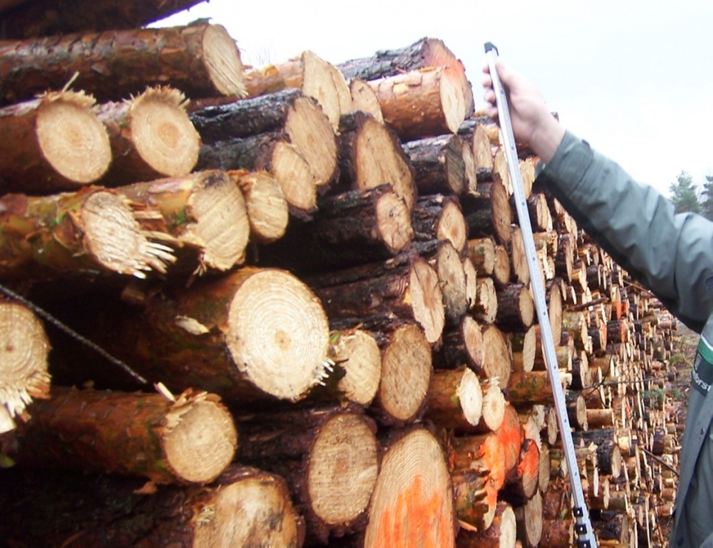 Wald bringt Geld ein