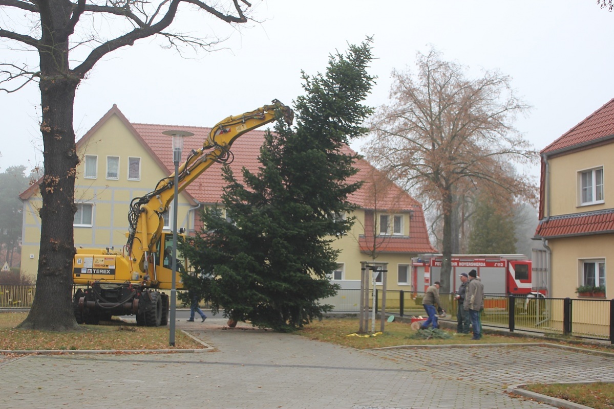 Knappenroder Baum