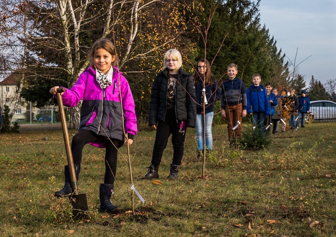 Neue Bäume im Schulwald