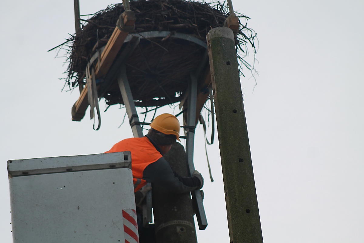 Nest umgesetzt