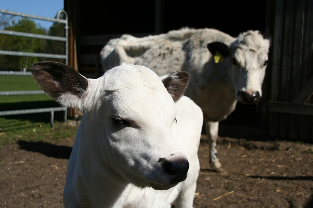 Weniger Tiere im Gehege