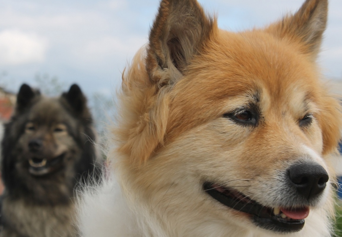 Standortsuche für Hundezentrum