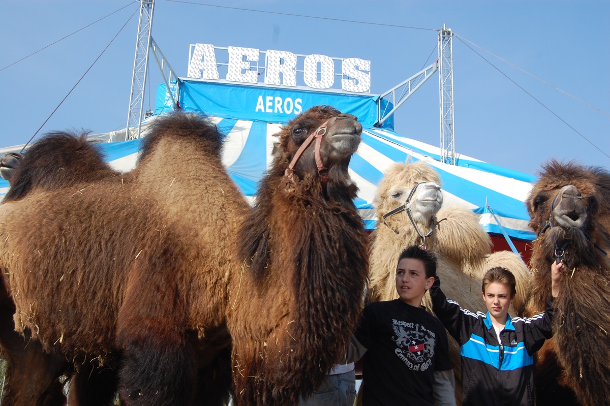 Der Zirkus kommt