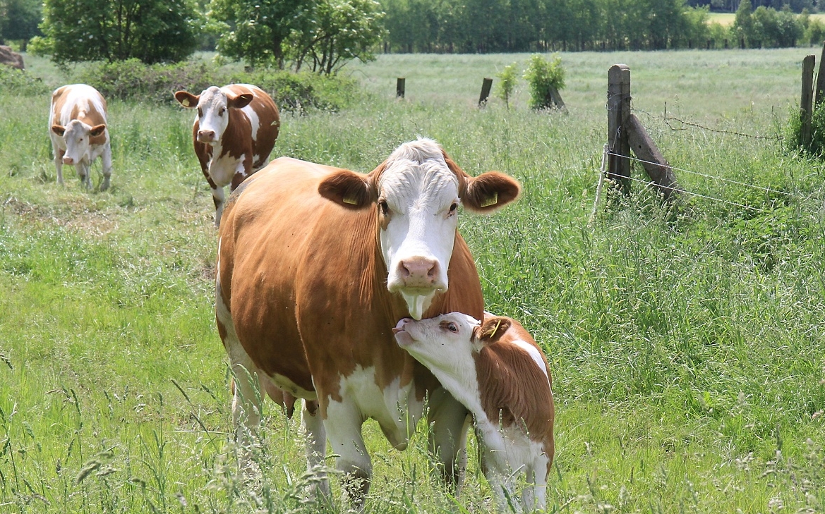 Ob sie die Besucher des Bauernmarktes der Krabat-Milchwelt auch begrüßen? Foto: MKH