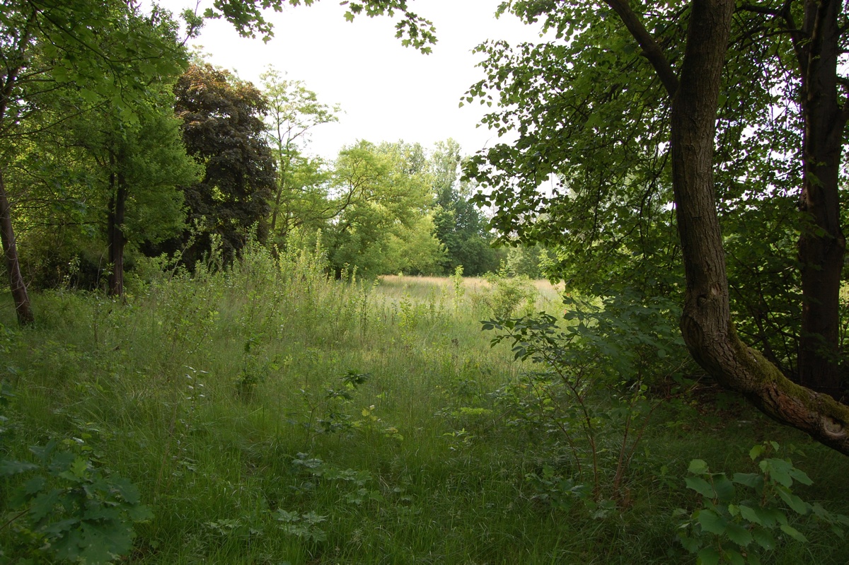 Wildes Grün