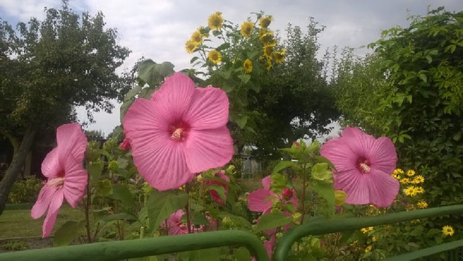 Beeindruckende Blüte