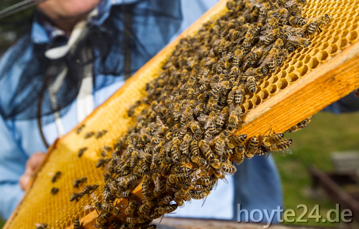 Bienenpest-Ausbruch