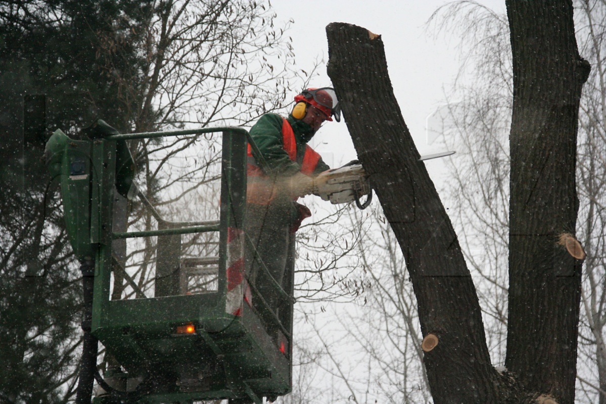 Sperrungen wegen Baumpflege
