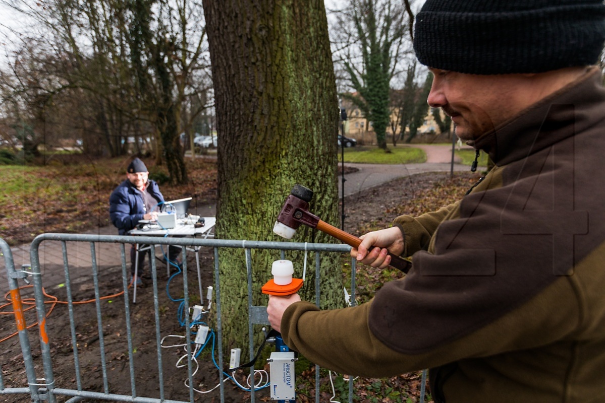 Messungen am Baum