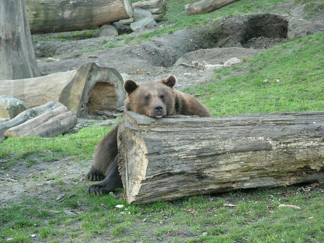 Mehr Besucher im Zoo