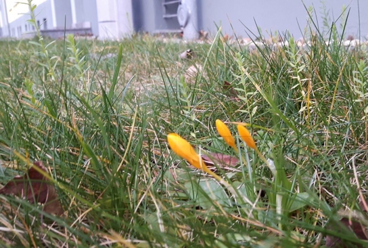 Ein Hauch von Frühling
