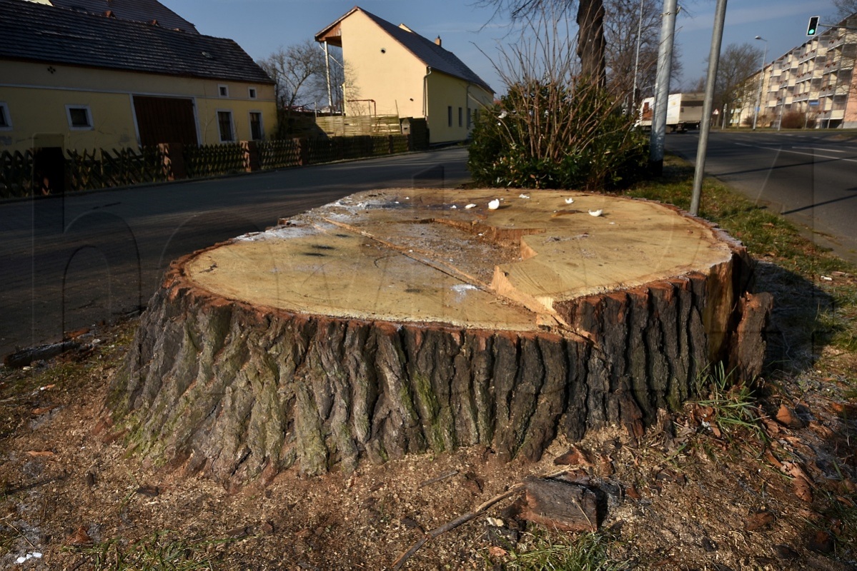 Wenn Bäume fallen ...