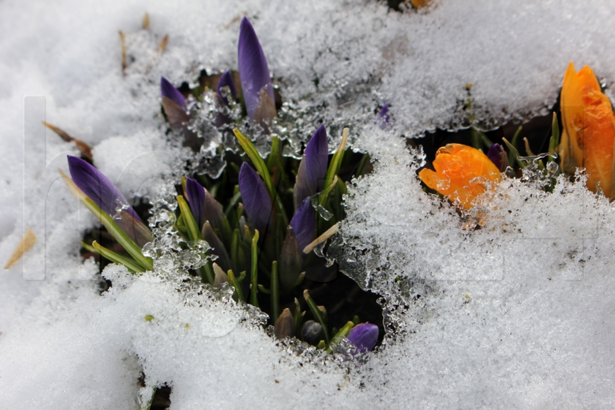 Der Frühling siegt!