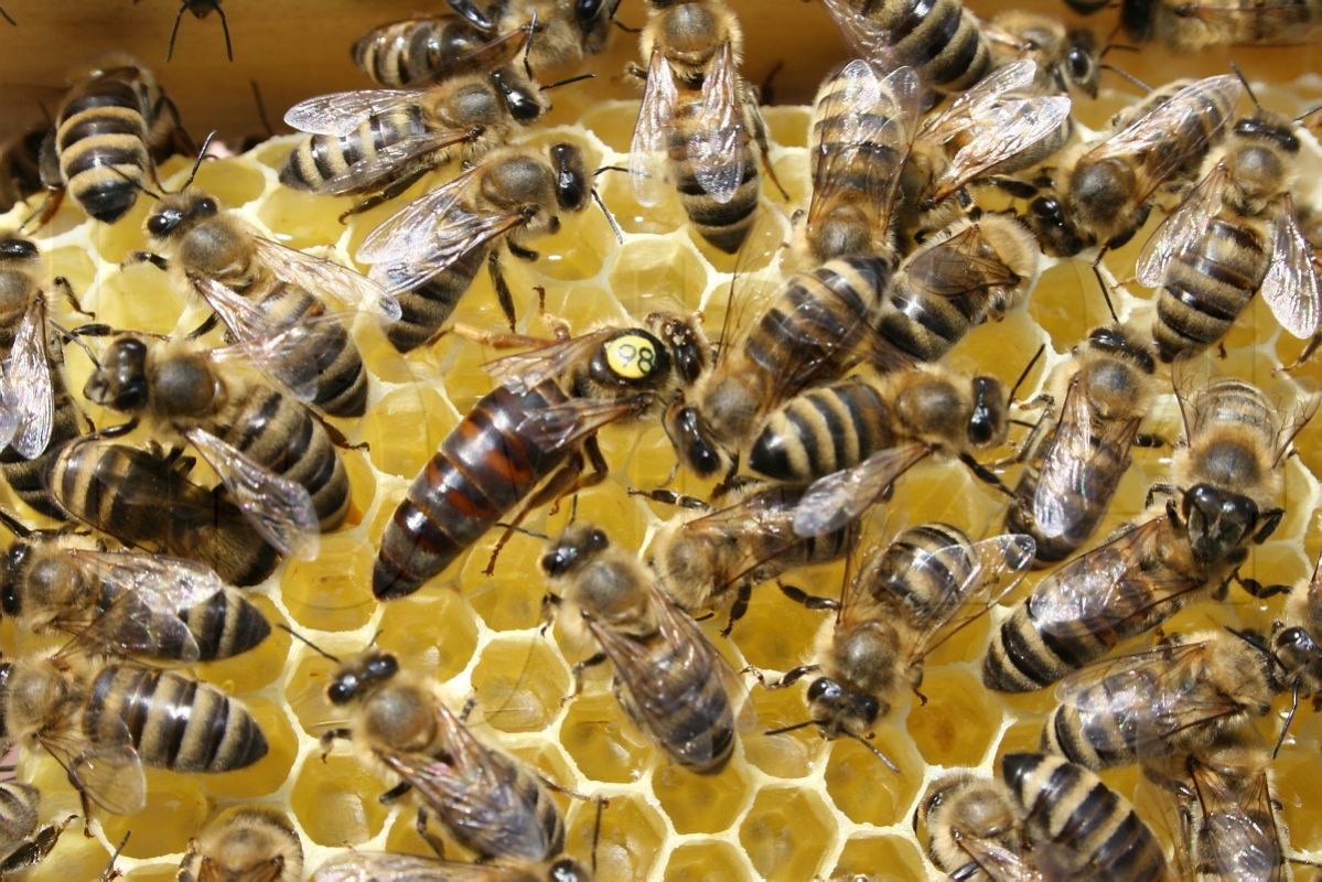 Neuer Bienenpest-Fall