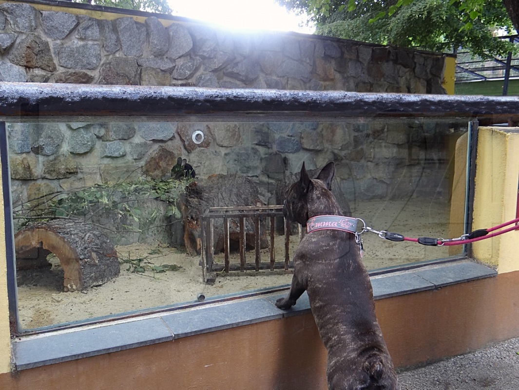 Wuffi im Zoo