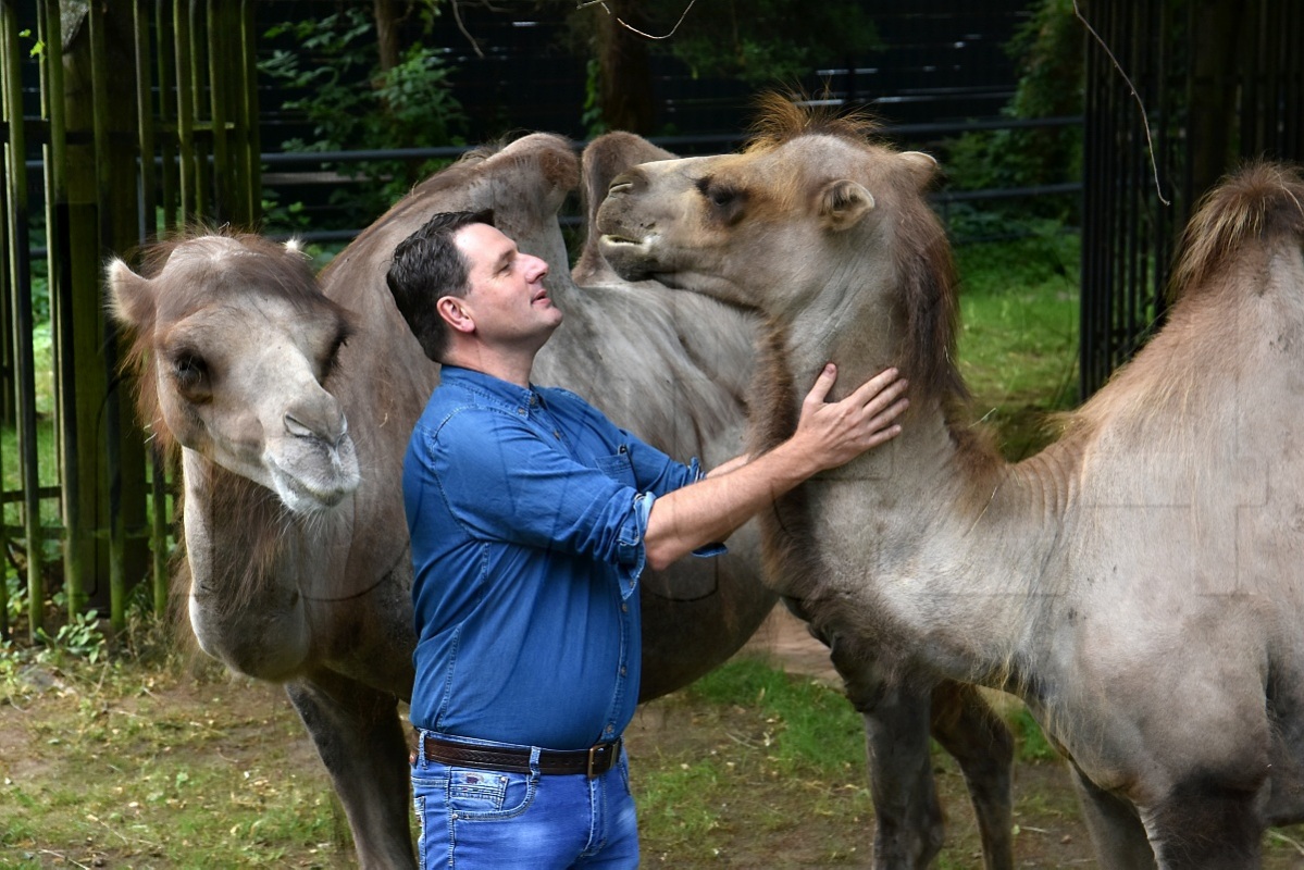 Zoochef Eugene Bruins mit den beiden Trampeltier-Damen Jeannie und Gerda. Foto: Uwe Schulz