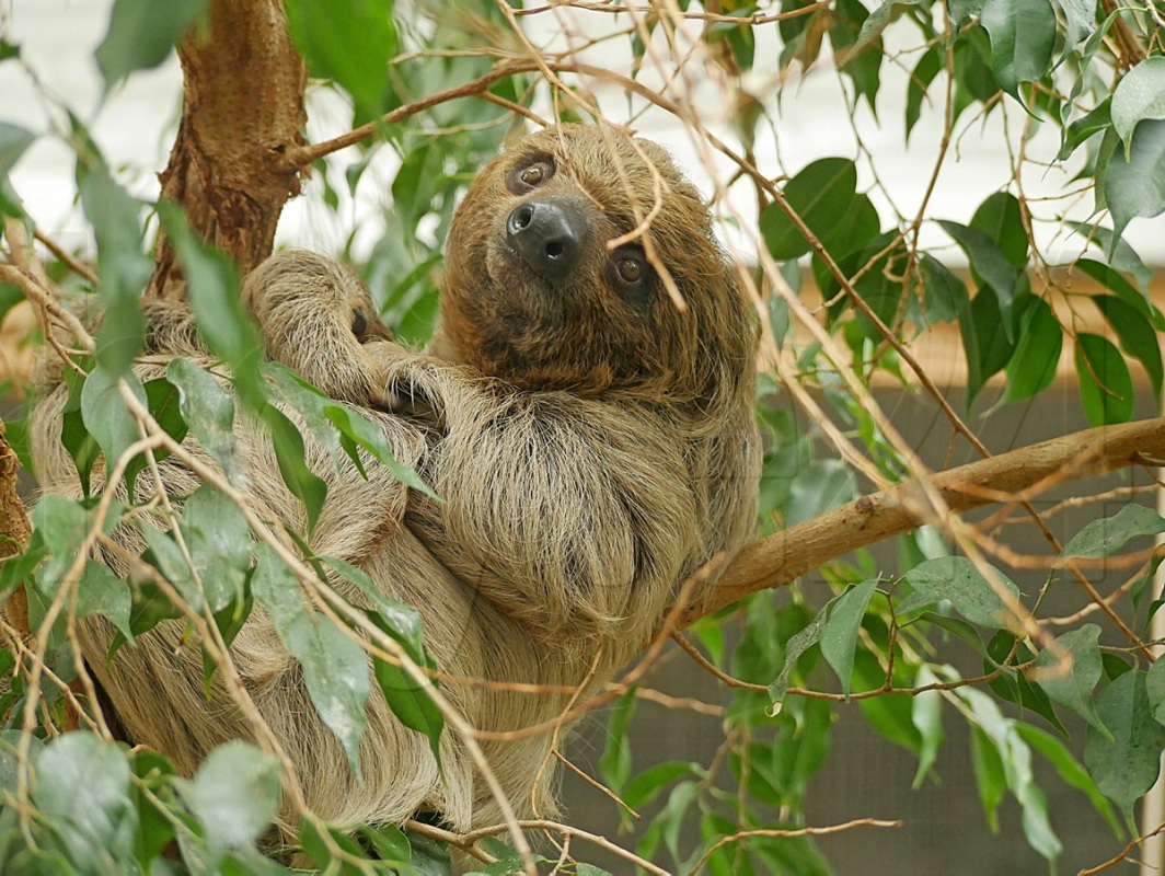 Faultier-Tag im Zoo