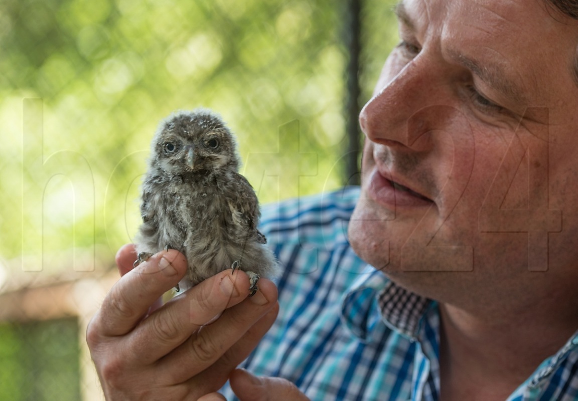 Steinkauz fliegt jetzt im Harz