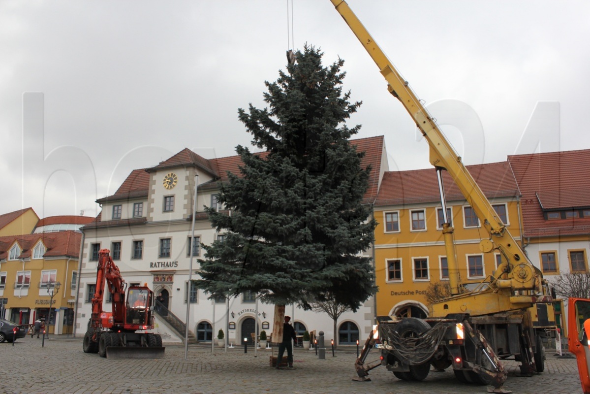 Der Baum steht