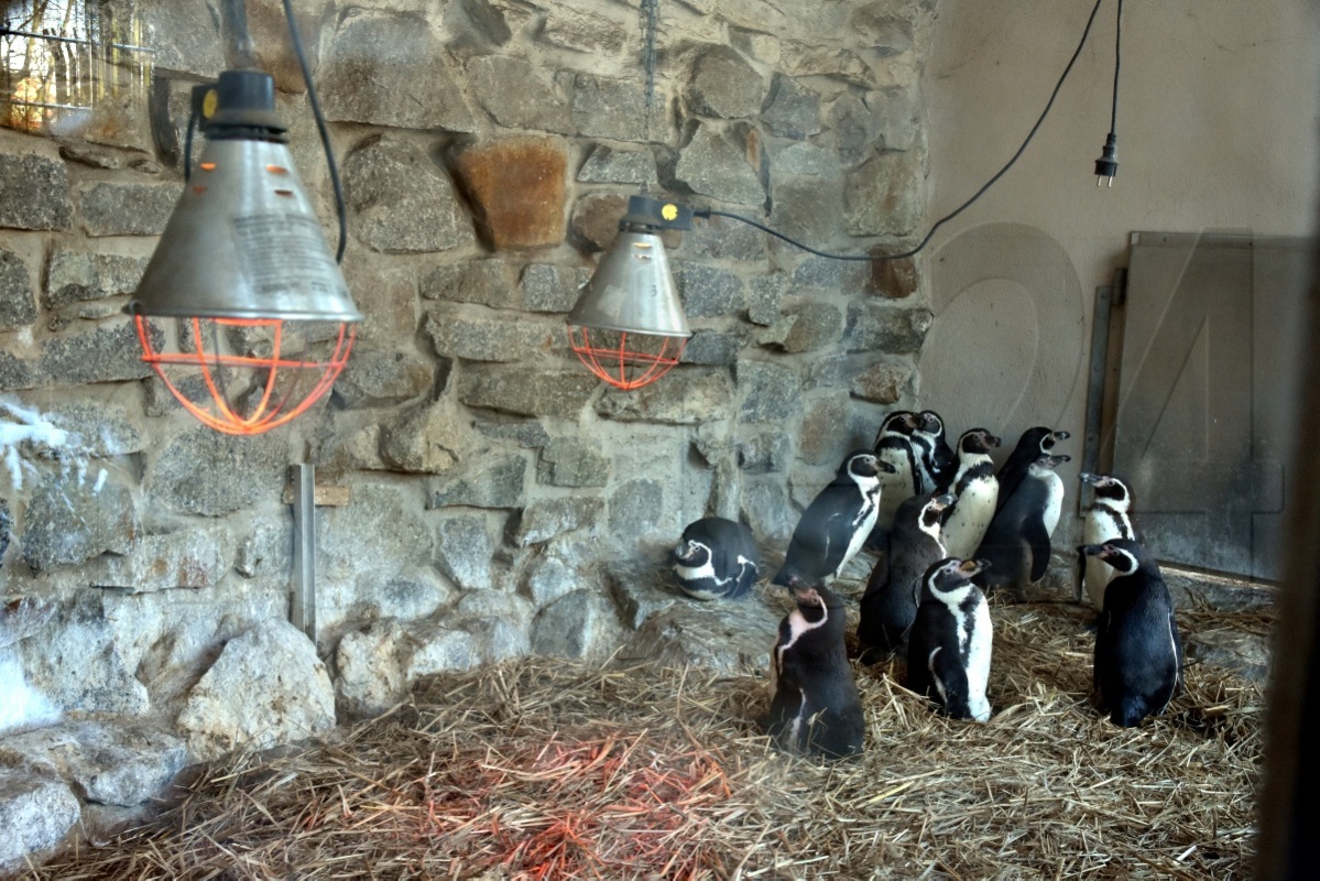 Pinguinsterben im Zoo