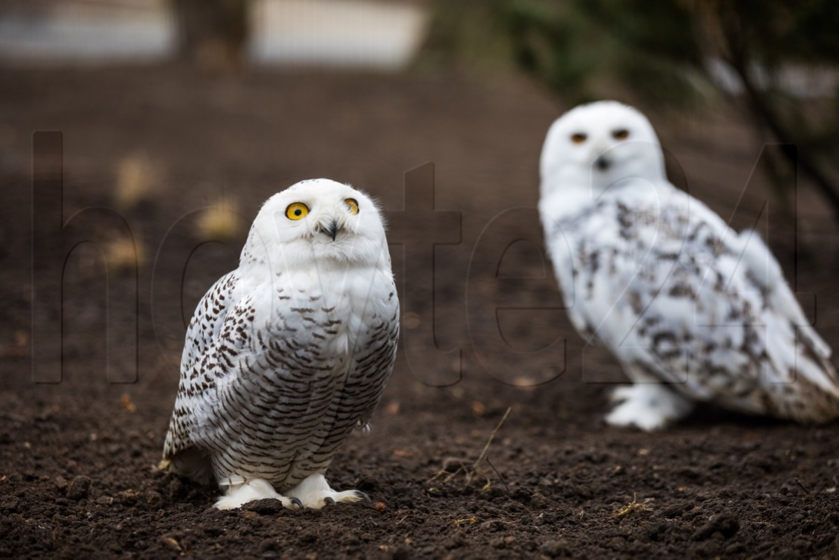 Zoo lädt zur Führung