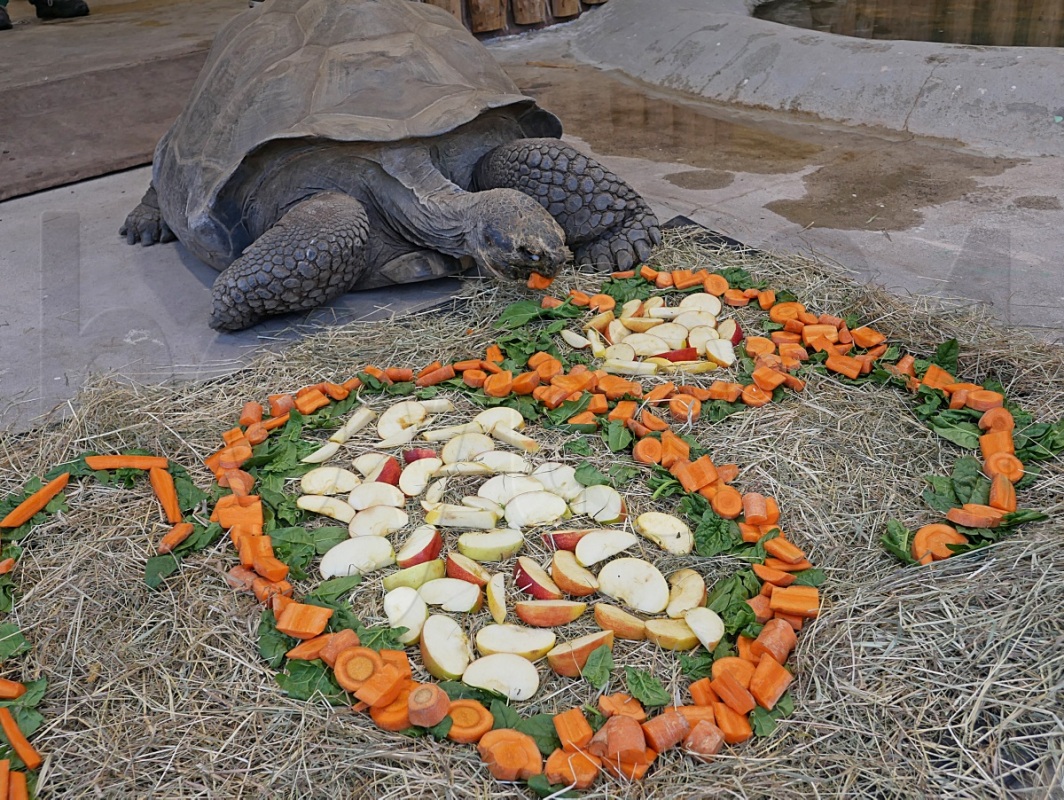 Schildkrötenhaus saniert